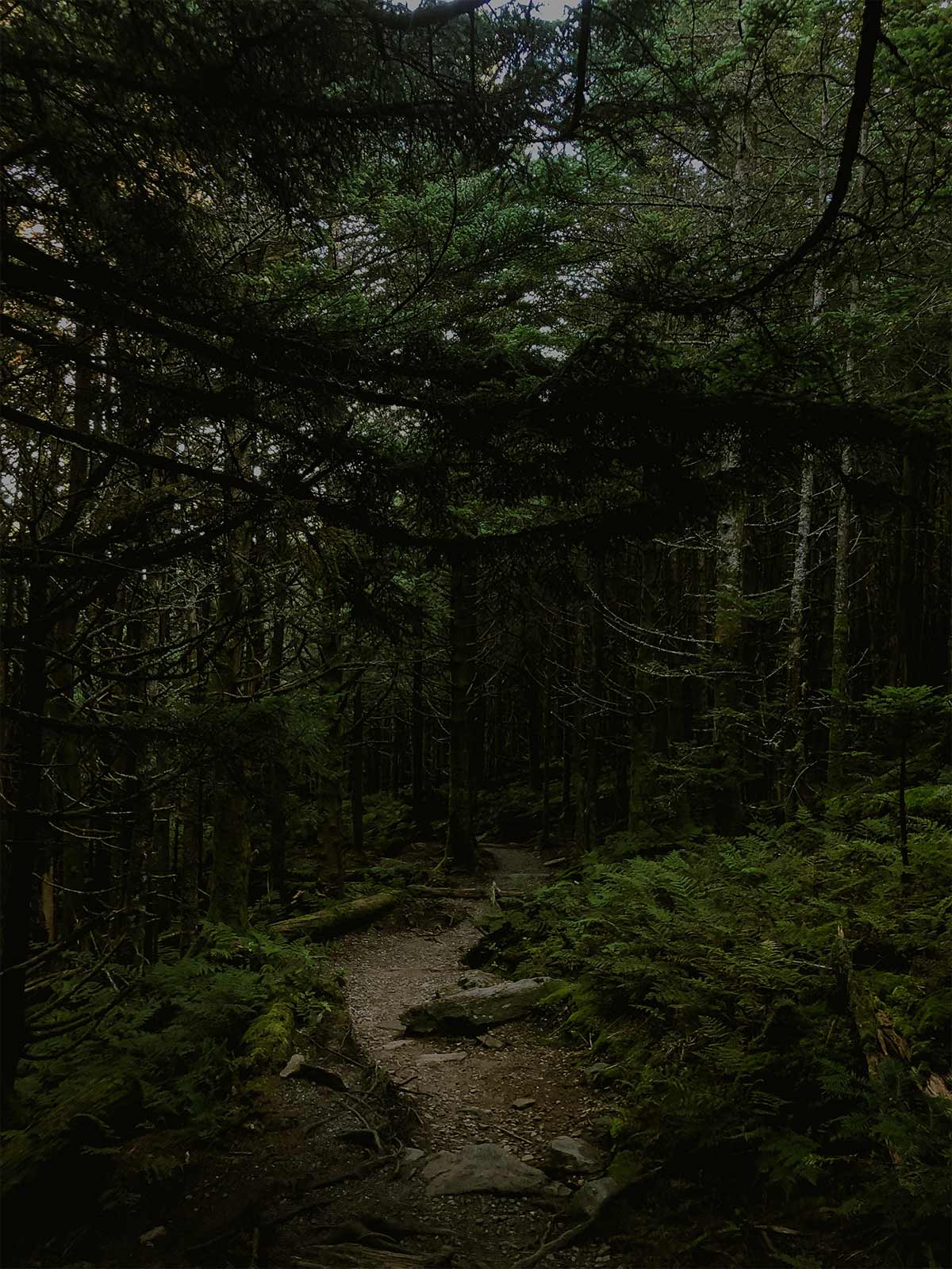 sentier pédestre dans une forêt boisée